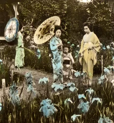 A Walk in the Iris Garden